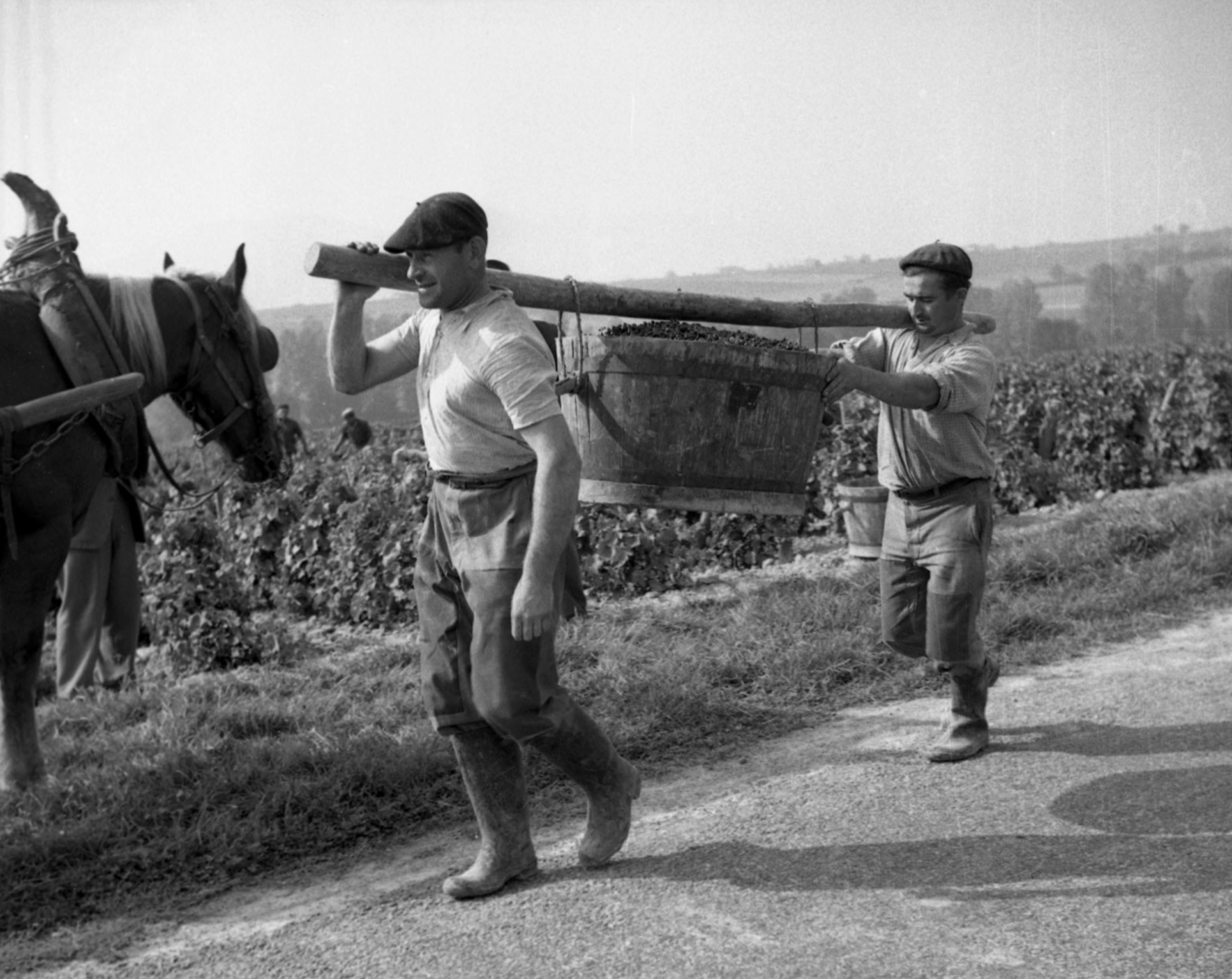 The 1951 grape harvest
